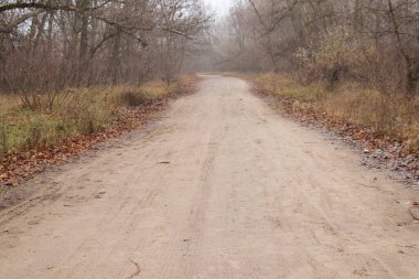 Sonbahar sabahı ormanın içinde Ukrayna 'da Dnipro şehrinde bir yol.