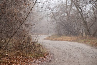 Sonbahar sabahı ormanın içinde Ukrayna 'da Dnipro şehrinde bir yol.