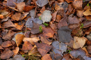 Kuru, sarı sonbahar yaprakları arka planda ormandaki yapraklar.