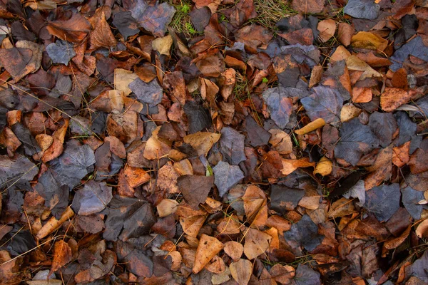 Hojas Secas Otoño Amarillo Húmedo Suelo Bosque Como Fondo — Foto de Stock