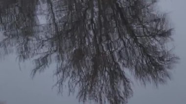 Sonbaharda bir ağacın yansıması Nehirde rüzgarda dalgalar arka planda