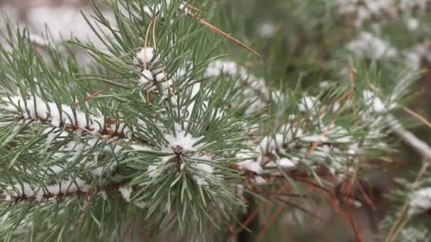 Egy karácsonyfa ága a hóban lassan ringatózik a szélben az erdőben decemberben — Stock videók