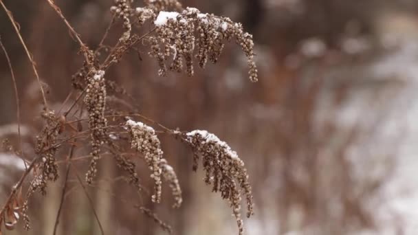 눈덮인 칼리 속의 마른 풀은 12 월에 눈이 내리는 들판의 바람 속에 있다 — 비디오