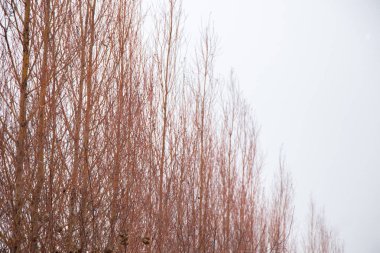 Kışın söğüt dalları gökyüzüne karşı kapanıyor
