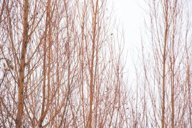 Kışın söğüt dalları gökyüzüne karşı kapanıyor