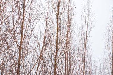 Kışın söğüt dalları gökyüzüne karşı kapanıyor