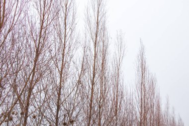 Kışın söğüt dalları gökyüzüne karşı kapanıyor