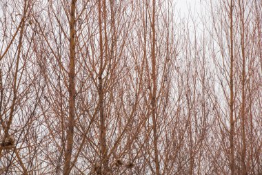Kışın söğüt dalları gökyüzüne karşı kapanıyor