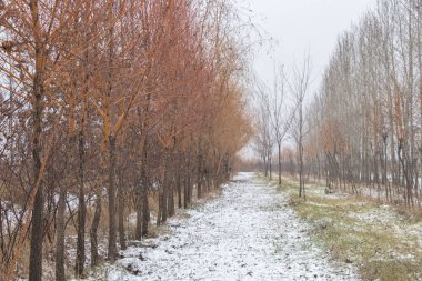 Aralık öğleden sonra Ukrayna 'da karla kaplı bir yol boyunca parktaki genç ağaçlar büyür.