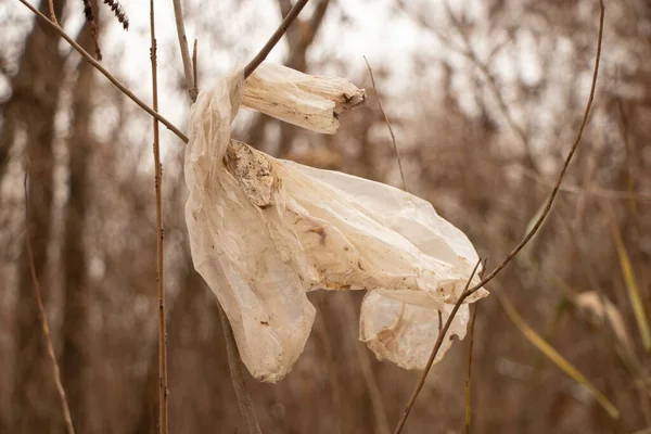 Bolsa Plástico Colgando Una Rama Árbol Contaminación Ambiental Basura Naturaleza —  Fotos de Stock