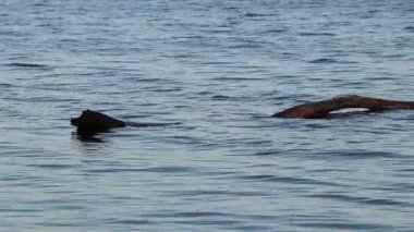 Dnieper nehrinin dalgalarında yüzen yaşlı bir ağacın kütüğü