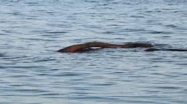 Dnieper nehrinin dalgalarında yüzen yaşlı bir ağacın kütüğü