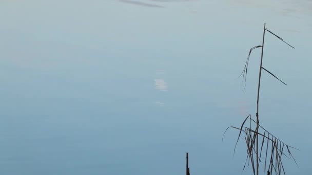 Reflejo Luna Llena Mañana Superficie Del Río Sobre Las Olas — Vídeos de Stock