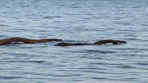 Tronco Uma Árvore Velha Flutua Nas Ondas Rio Dnieper — Vídeo de Stock