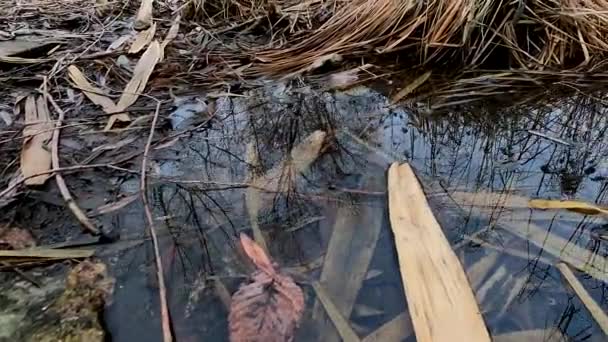 Fond Rivière Sur Rive Automne Avec Des Algues Des Roseaux — Video