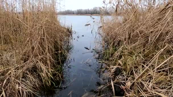 Droge Riet Dnjepr Rivier December Middag Wind — Stockvideo