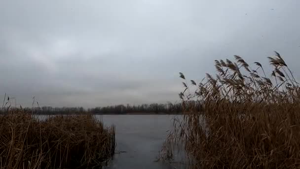 Canne Secche Sul Fiume Dnieper Nel Mese Dicembre Nel Pomeriggio — Video Stock