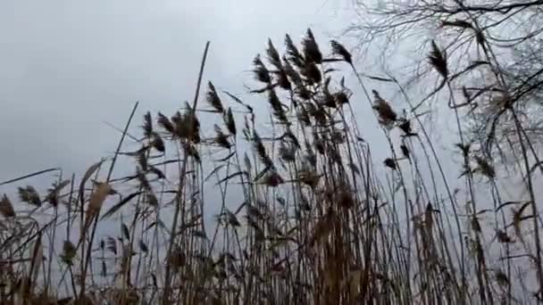 Suche Trzciny Rzece Dniepru Grudniu Południu Wietrze — Wideo stockowe