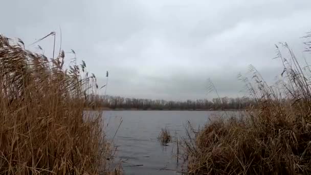 Canne Secche Sul Fiume Dnieper Nel Mese Dicembre Nel Pomeriggio — Video Stock