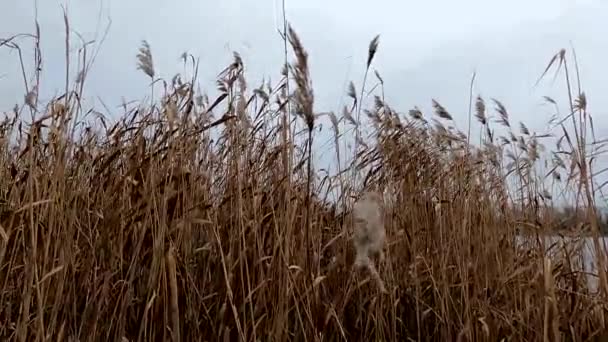 Suche Trzciny Rzece Dniepru Grudniu Południu Wietrze — Wideo stockowe