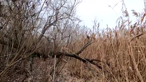 Suche Trzciny Rzece Dniepru Grudniu Południu Wietrze — Wideo stockowe