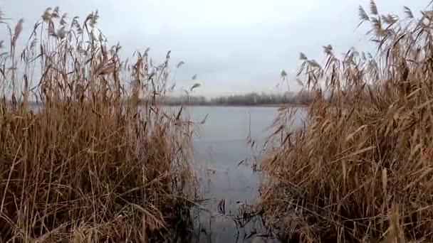 Torra Vass Den Finare Floden December Eftermiddagen Vinden — Stockvideo