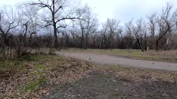 Dwa Małe Psy Spacerują Parku Grudniu Południu Ukrainie — Wideo stockowe