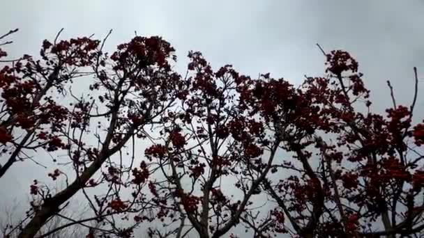 Krzew Viburnum Zimą Bez Liści Tle Nieba Chmur — Wideo stockowe