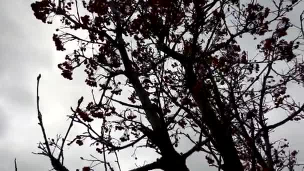 Viburnum Bush Winter Leaves Background Sky Clouds — Stock Video