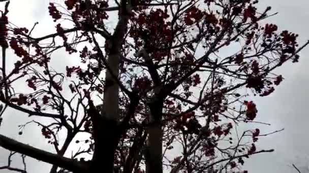 在天空和云彩的衬托下 没有叶子的藤蔓灌木 — 图库视频影像