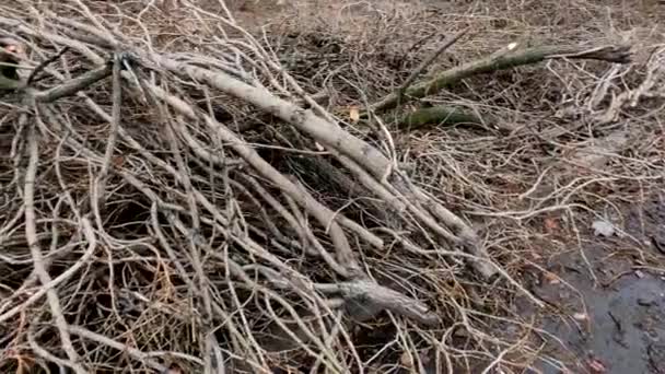 Gezaagde Boomtakken Liggen Weg Het Snoeien Van Bomen Oekraïne — Stockvideo