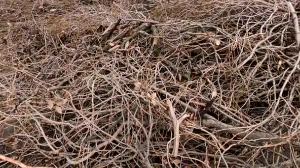 Branches Arbres Sciés Trouvent Sur Route Après Taille Des Arbres — Video