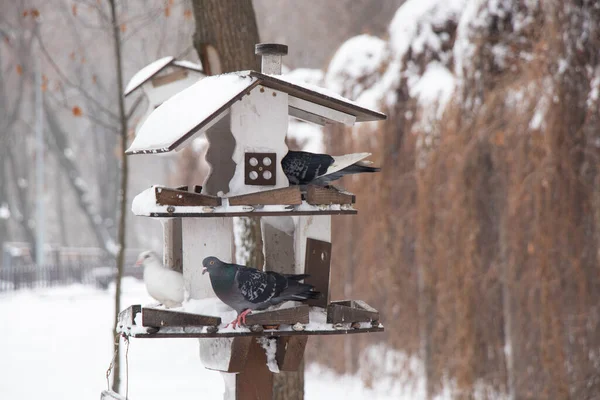 Taube Sitzt Winternachmittag Einem Vogelhaus Auf Einem Baum Einem Park — Stockfoto