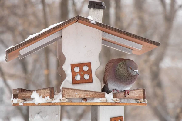 Paloma Sentada Una Casa Pájaros Árbol Parque Tarde Invierno — Foto de Stock