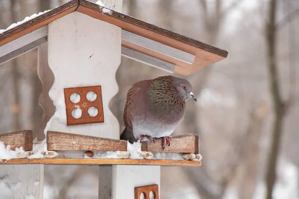 Piccione Seduto Una Casetta Uccelli Albero Parco Nel Pomeriggio Inverno — Foto Stock
