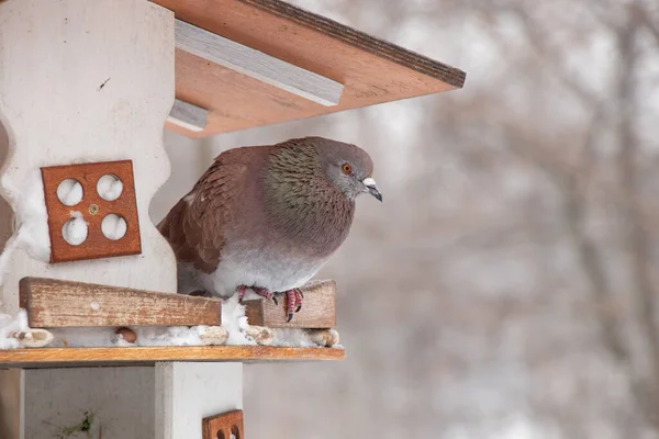 Piccione Seduto Una Casetta Uccelli Albero Parco Nel Pomeriggio Inverno — Foto Stock