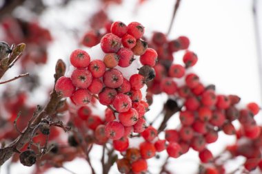 Ocak ayında gökyüzüne karşı karda viburnum