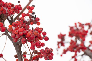 Ocak ayında gökyüzüne karşı karda viburnum