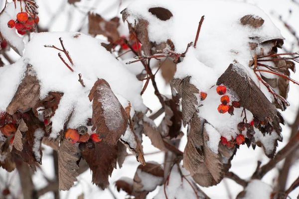 Viburnum Schnee Januar Gegen Den Himmel Aus Nächster Nähe — Stockfoto
