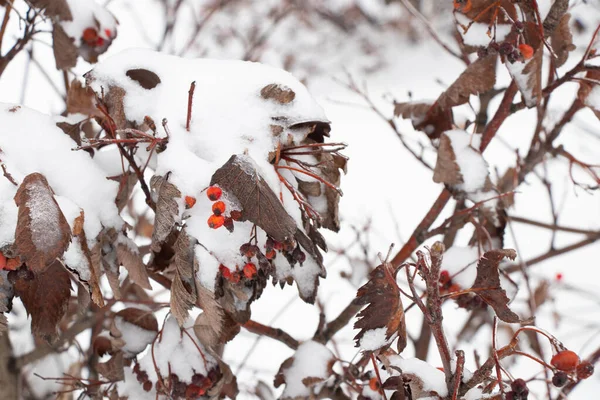 Viburnum Schnee Januar Gegen Den Himmel Aus Nächster Nähe — Stockfoto