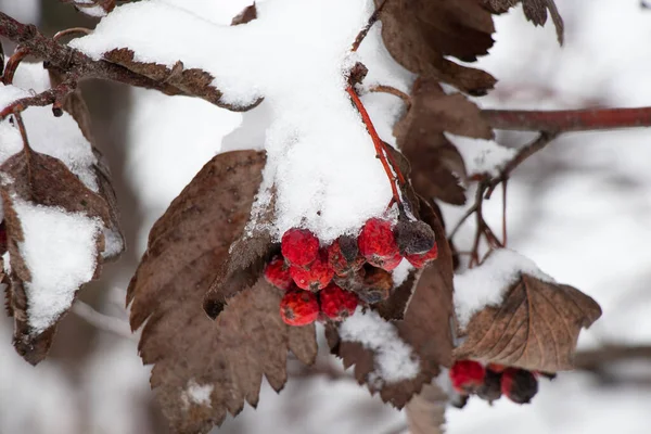 Viburnum Neve Janeiro Contra Céu Fechar — Fotografia de Stock