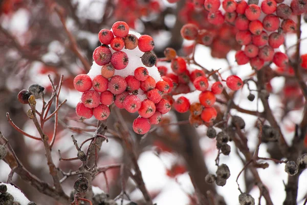 Viburnum Snön Januari Mot Himlen Närbild — Stockfoto