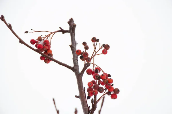 Viburnum Schnee Januar Gegen Den Himmel Aus Nächster Nähe — Stockfoto