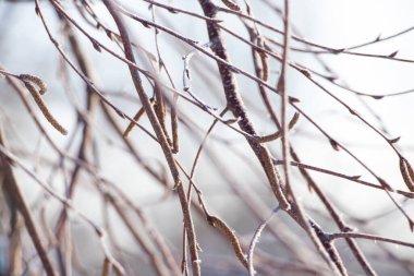 Kışın güneş ışığında ağaç dalları