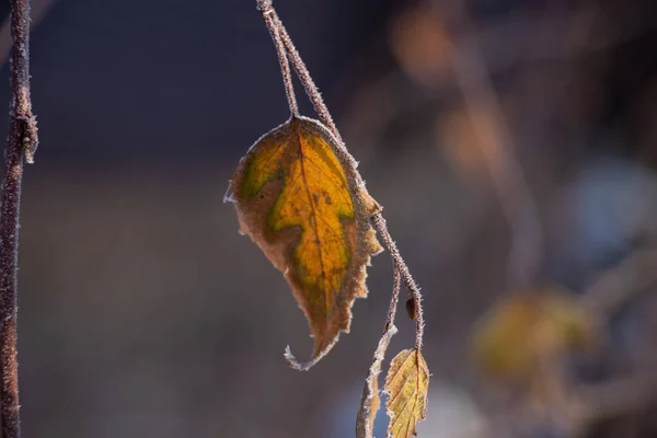 冬季特写时阳光照射下的树枝 — 图库照片