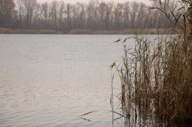 Ukrayna 'da Dinyeper nehrinin kıyısında sonbahar ormanı ve kuru otlar Dnipro şehrinde
