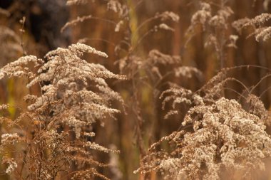 Ukrayna 'da bir tarlada kuru otlar.