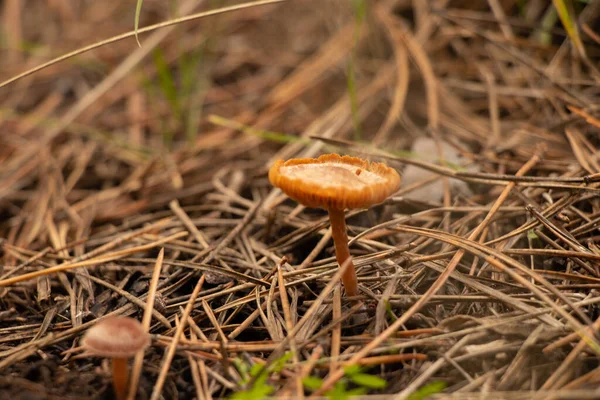 Cogumelos Não Comestíveis Floresta Outono Fechar — Fotografia de Stock