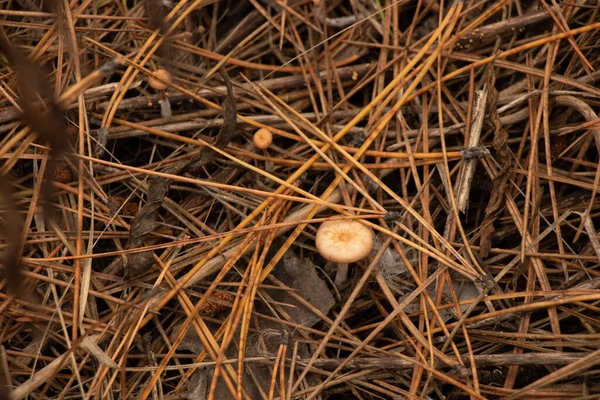 Cogumelos Não Comestíveis Floresta Outono Fechar — Fotografia de Stock