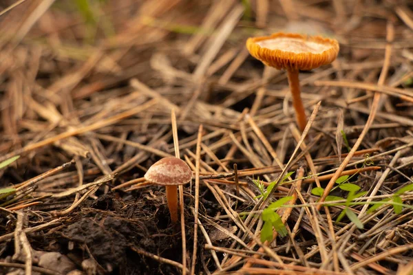 Oätliga Svampar Skogen Hösten Närbild — Stockfoto